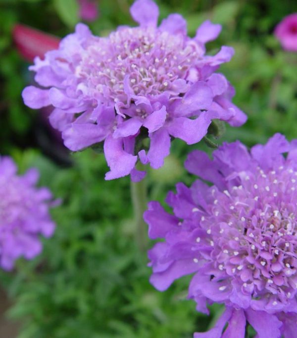 SCABIOSA CAUCASICA `BUTTERFLY BLUE`