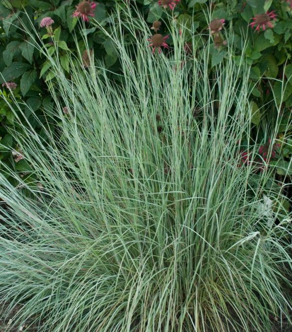 SCHIZACHYRIUM SCOPARIUM `PRAIRIE BLUES`