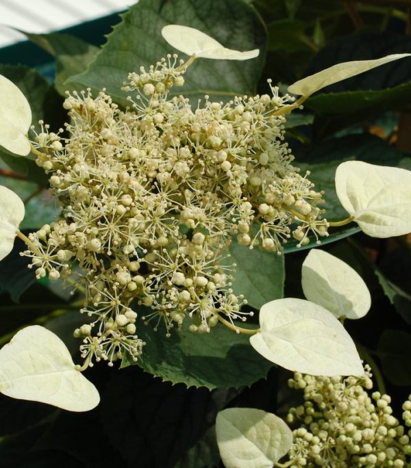 SCHIZOPHRAGMA HYDRA. `MOONLIGHT`