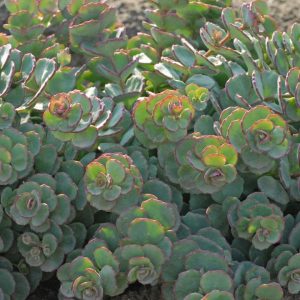 SEDUM SIEBOLDII