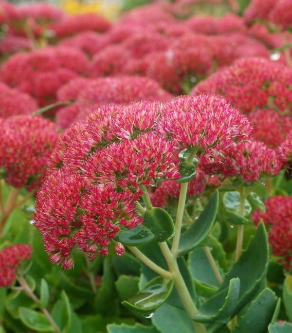 SEDUM SPECTABILE `AUTUMN JOY`