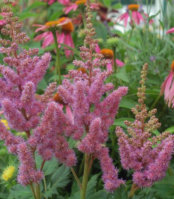 ASTILBE CHINENSIS `VISIONS`