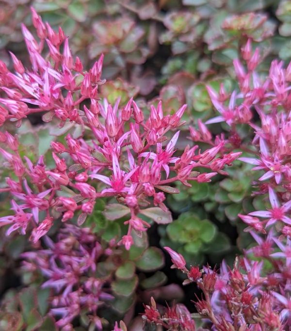SEDUM SPURIUM `FULDAGLOW`