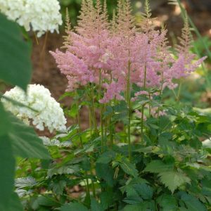 ASTILBE CHINENSIS `VISIONS IN PINK`