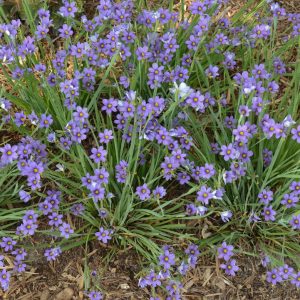 SISYRINCHIUM ANGUSTIFOLIUM `LUCERNE`