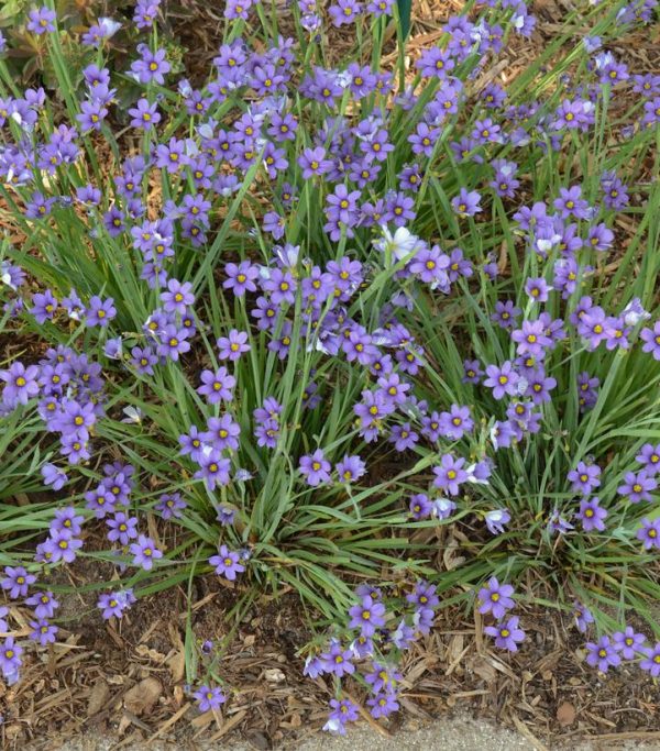SISYRINCHIUM ANGUSTIFOLIUM `LUCERNE`
