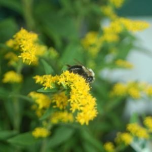 SOLIDAGO RUGOSA `FIREWORKS`