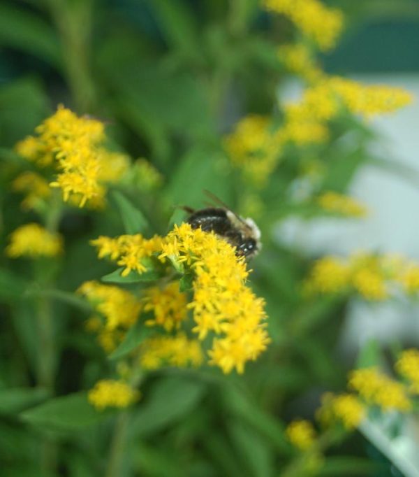 SOLIDAGO RUGOSA `FIREWORKS`