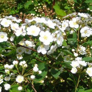 SPIRAEA VANHOUTTEI `RENAISSANCE`