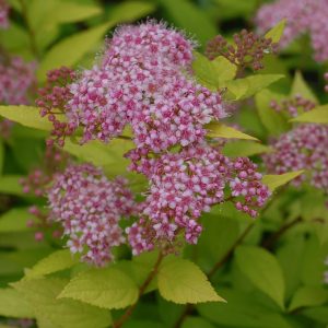 SPIRAEA BUMALDA `GOLDMOUND`