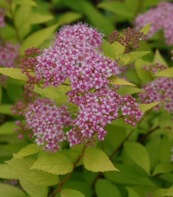 SPIRAEA BUMALDA `GOLDMOUND`
