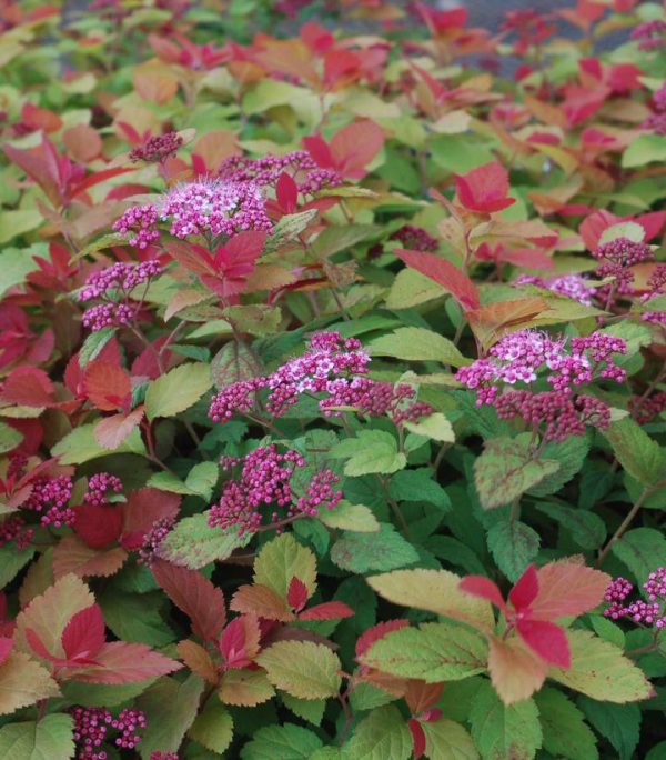 SPIRAEA JAPONICA DOUBLE PLAY `BIG BANG`