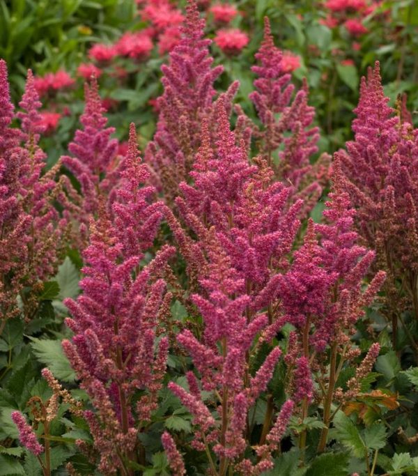 ASTILBE CHINENSIS `VISIONS IN RED`