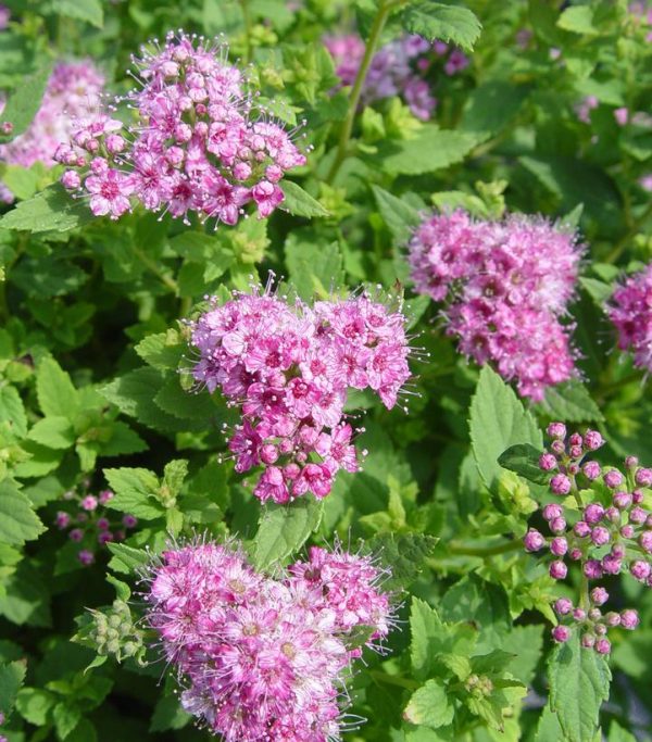 SPIRAEA JAPONICA `LITTLE PRINCESS`