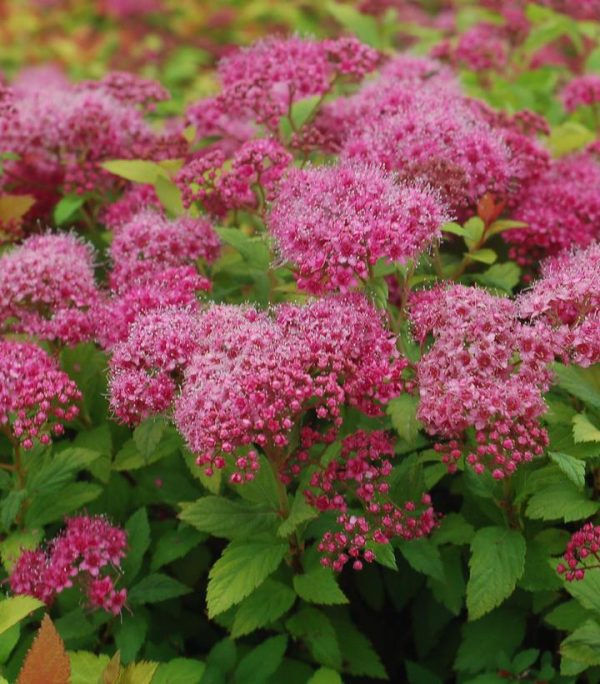 SPIRAEA JAPONICA `MAGIC CARPET`