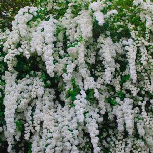 SPIRAEA NIPPONICA `SNOWMOUND`