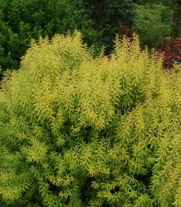SPIRAEA THUN. `OGON` (MELLOW YELLOW)