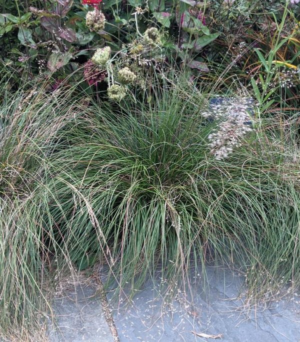 SPOROBOLUS HETEROLEPSIS