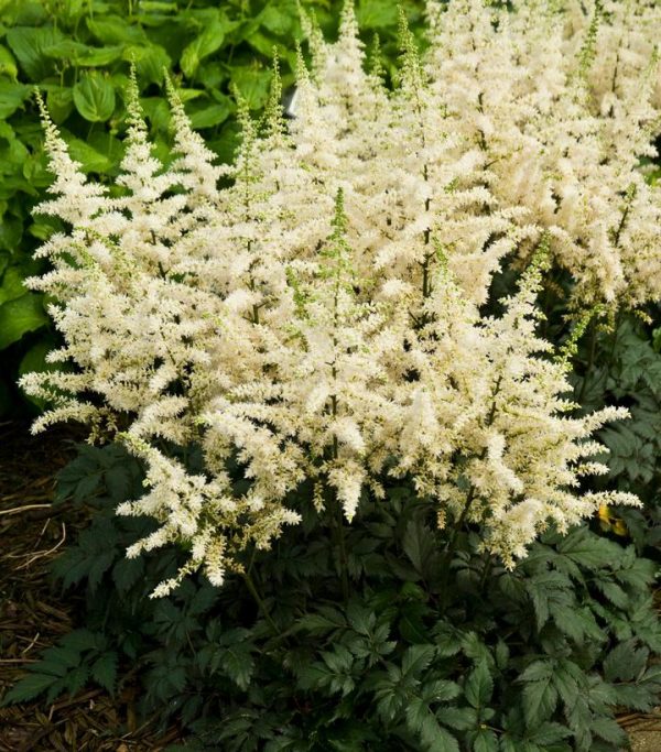 ASTILBE CHINENSIS `VISIONS IN WHITE`