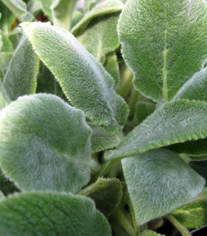 STACHYS BYZANTINA `SILVER CARPET`