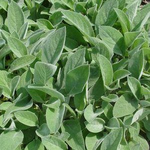 STACHYS `HELEN VON STEIN`