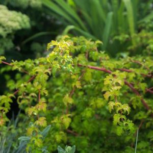 STEPHANANDRA INCISA `CRISPA`