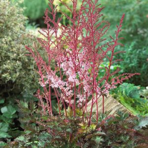 ASTILBE `DELFT LACE`