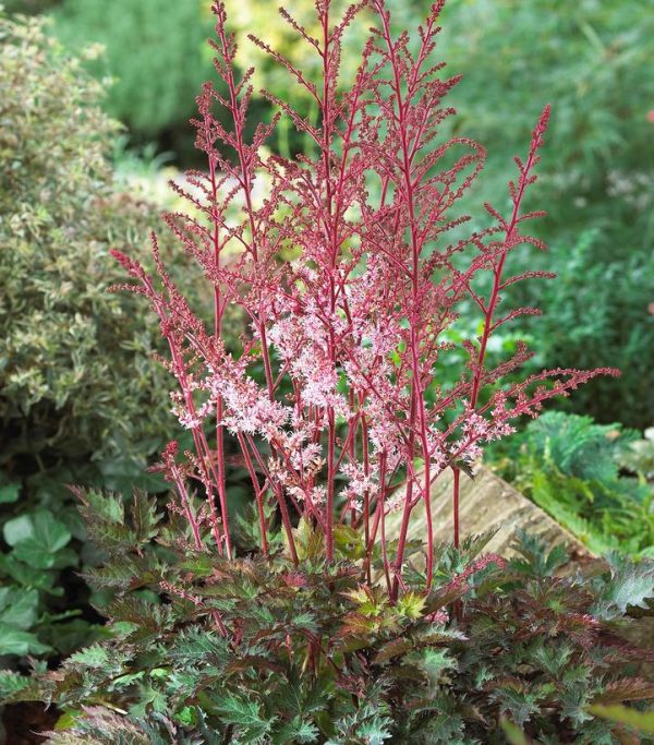 ASTILBE `DELFT LACE`