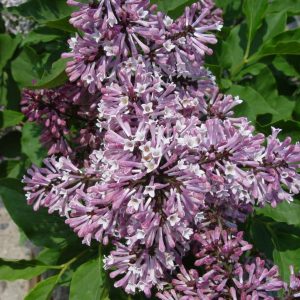 SYRINGA PATULA `MISS KIM`