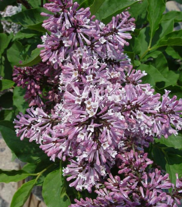 SYRINGA PATULA `MISS KIM`