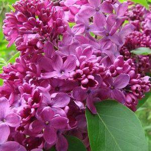 SYRINGA VULGARIS `YANKEE DOODLE`