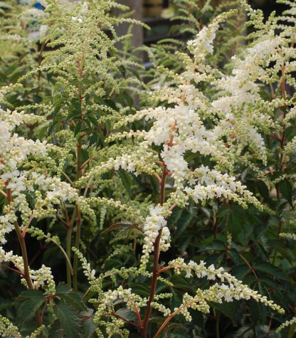 ASTILBE JAPONICA `DEUTSCHLAND`