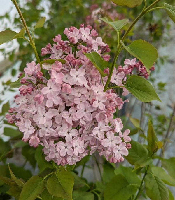 SYRINGA `MAIDEN`S BLUSH`