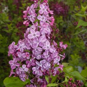 SYRINGA X HYACINTH. `POCAHONTAS`