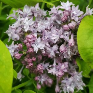 SYRINGA X HYACINTH. `ROYAL PURPLE`