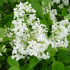 SYRINGA X HYACINTH. `MOUNT BAKER`