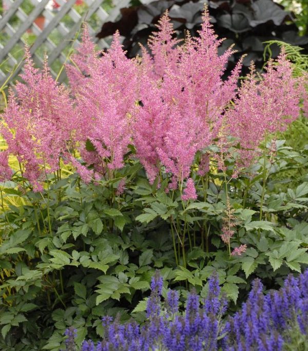 ASTILBE JAPONICA `RHEINLAND`