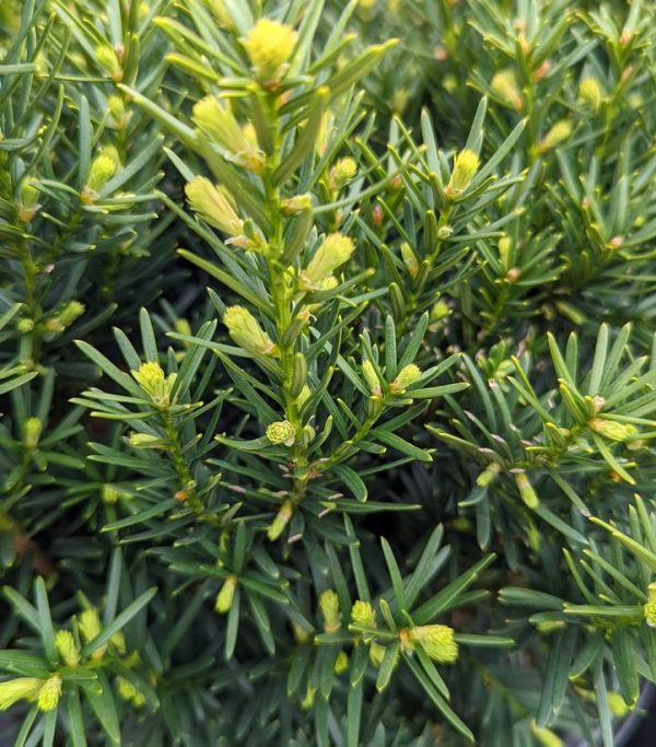 TAXUS CUSPIDATA `DENSIFORMIS`
