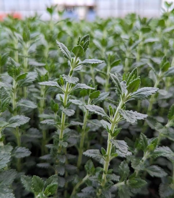 TEUCRIUM CHAMAEDRYS - GERMANDER