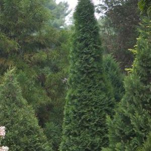 THUJA OCCIDENTALIS `NORTH POLE`