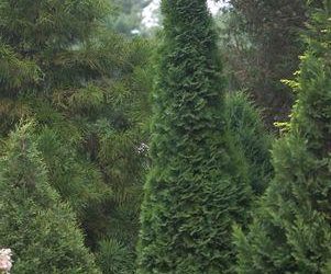 North Pole® Arborvitae