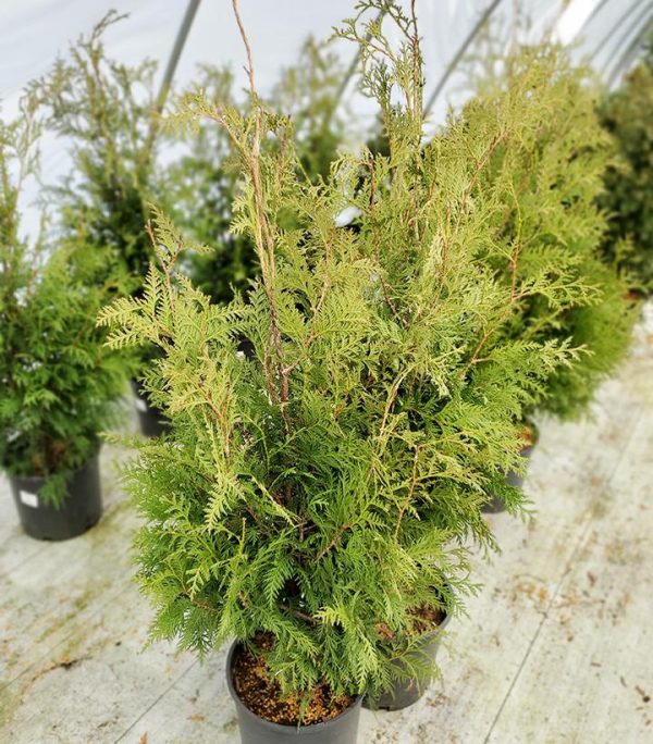 THUJA OCCIDENTALIS `NIGRA`