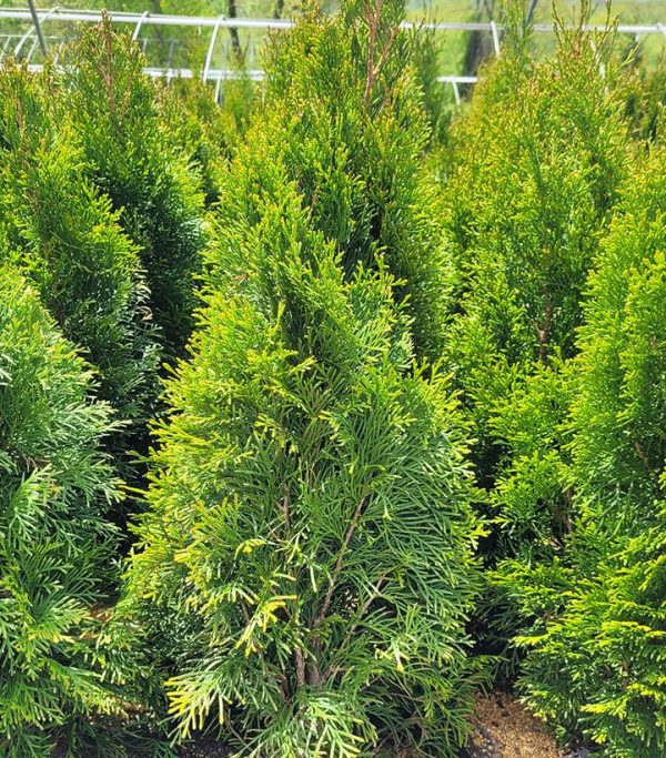 CG - THUJA OCCIDENTALIS `SMARAGD`