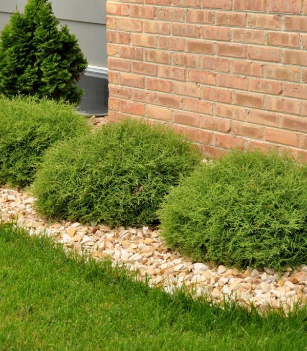 THUJA `MR. BOWLING BALL`