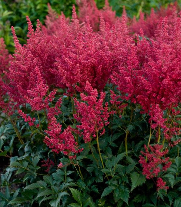 ASTILBE `MONTGOMERY`