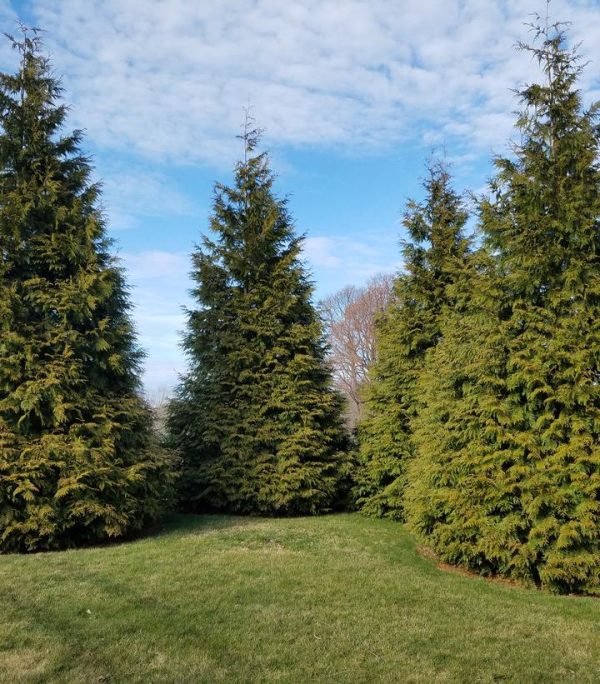 THUJA X `GREEN GIANT`