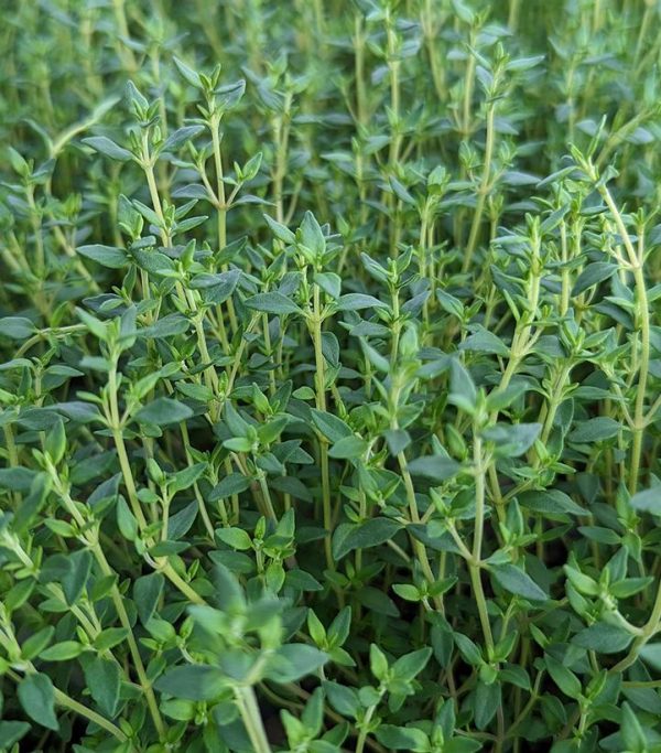 THYMUS VULGARIS - ENGLISH THYME