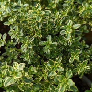 THYMUS C. `AUREUS` - LEMON THYME