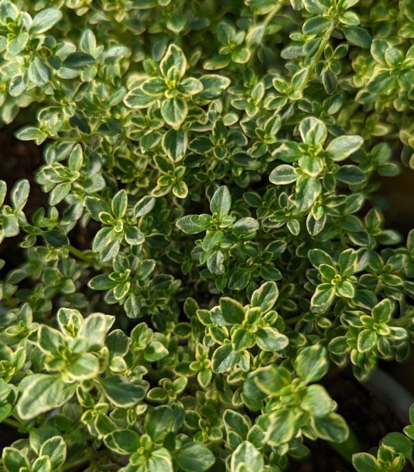 THYMUS C. `AUREUS` - LEMON THYME