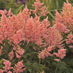 ASTILBE `PEACH BLOSSOM`